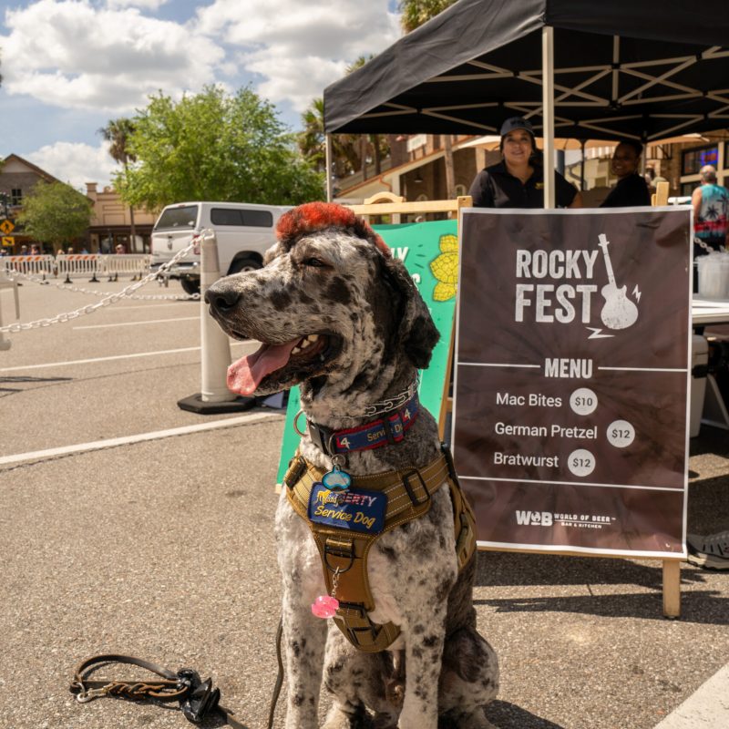 entertainment-rocky-fest-rockyandtherollers-14